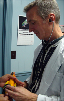 Donate $60 towards a physical exam by an avian veterinarian