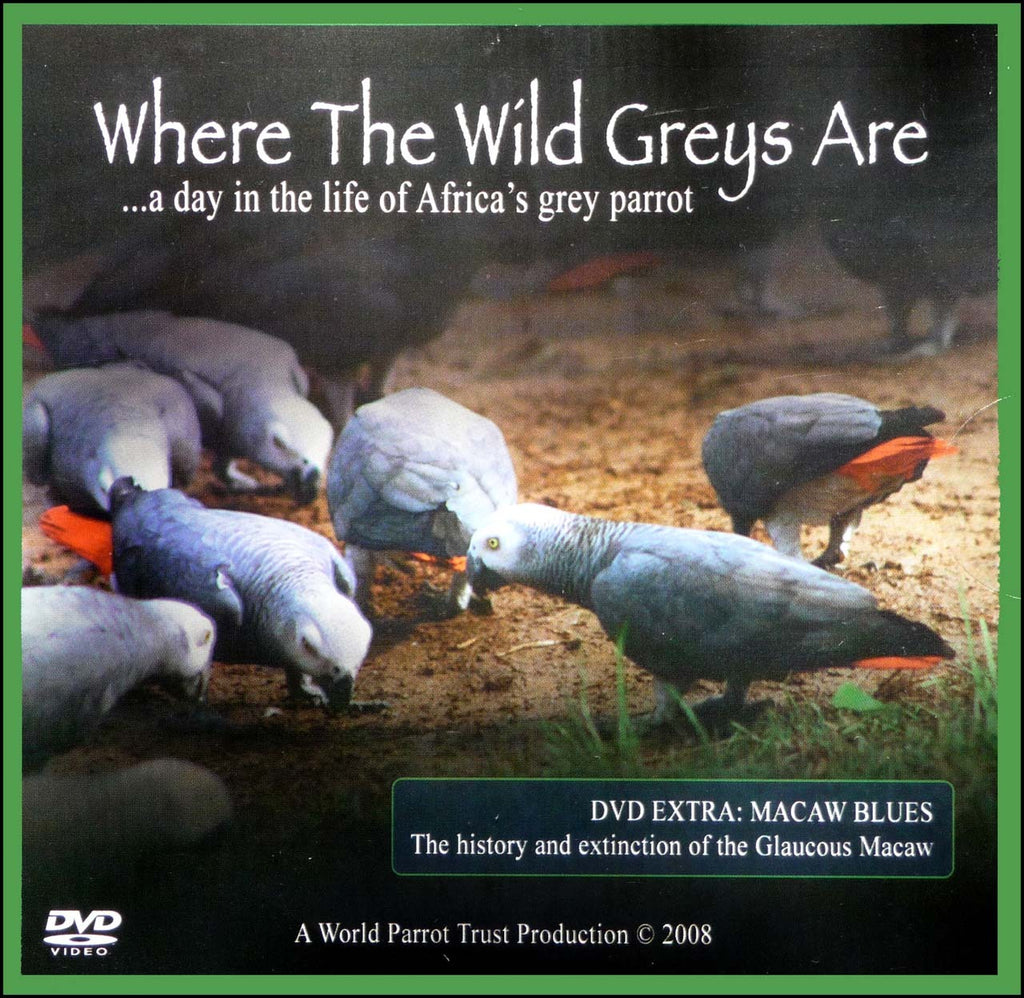 Where the Wild Greys Are - DVD