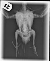 Donate $250 for a complete well check, OR radiographs or other diagnostics